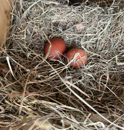 Rambling Rose Black Copper Marans Nest Eggs
