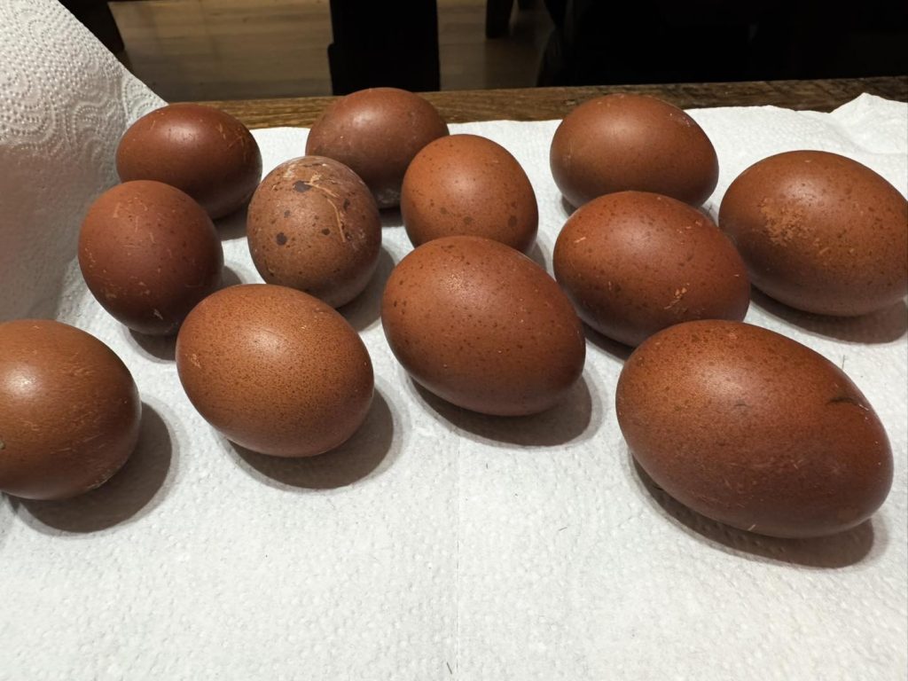 Black Copper Marans Hatching Eggs