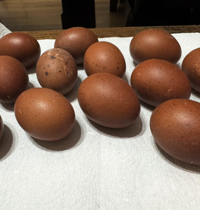 Black Copper Marans Hatching Eggs