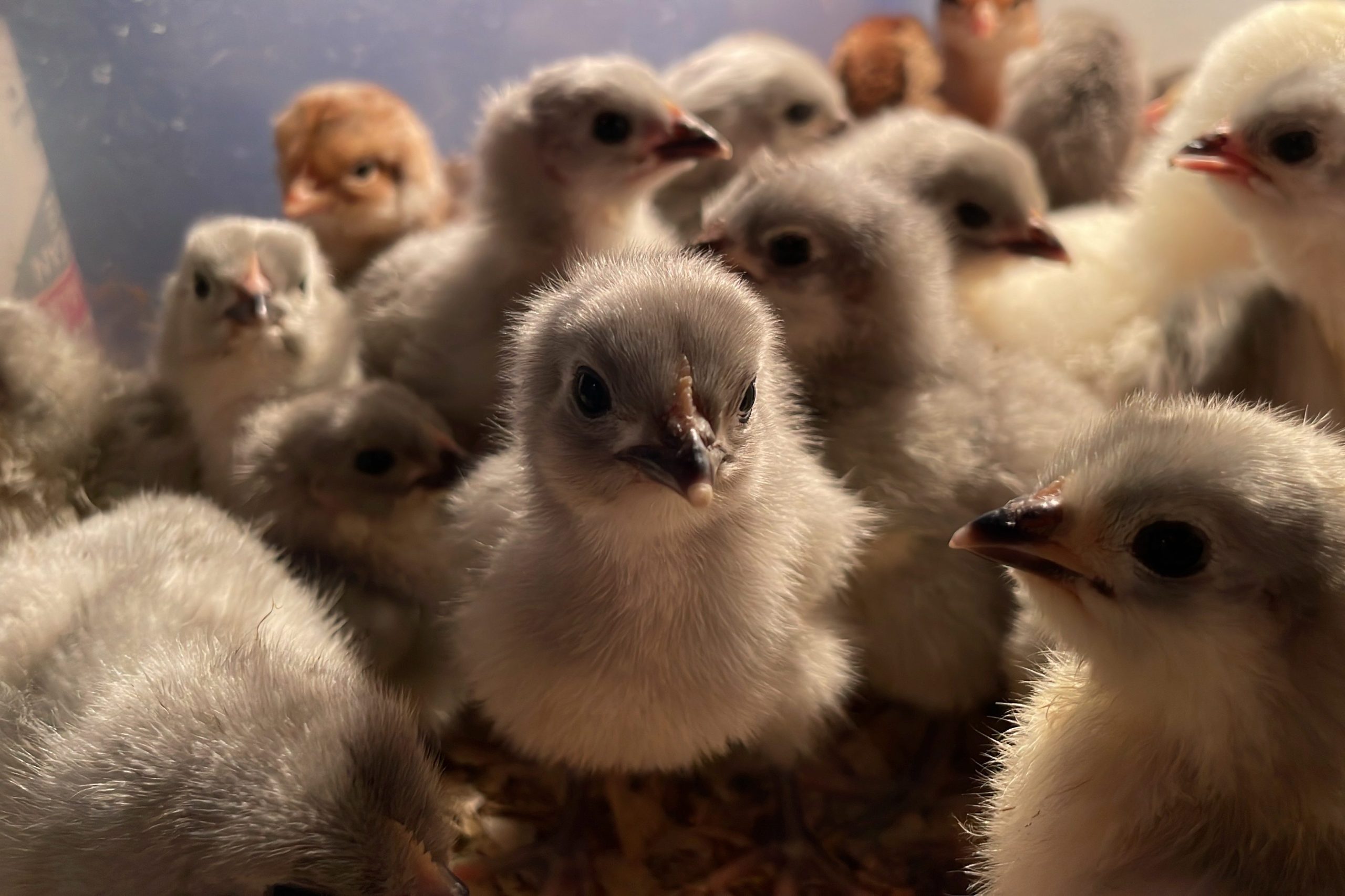 Rambling Rose Chicks