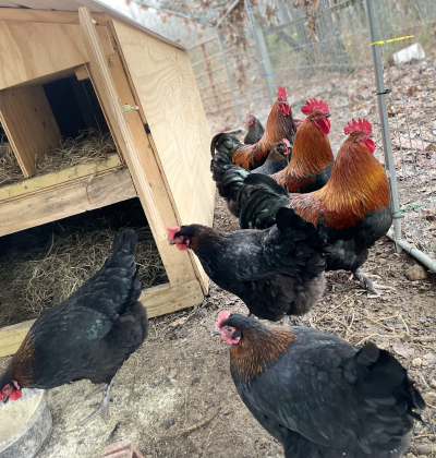 French Black Copper Marans Hens and Roosters