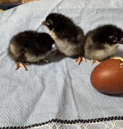 French Black Copper Marans Chicks
